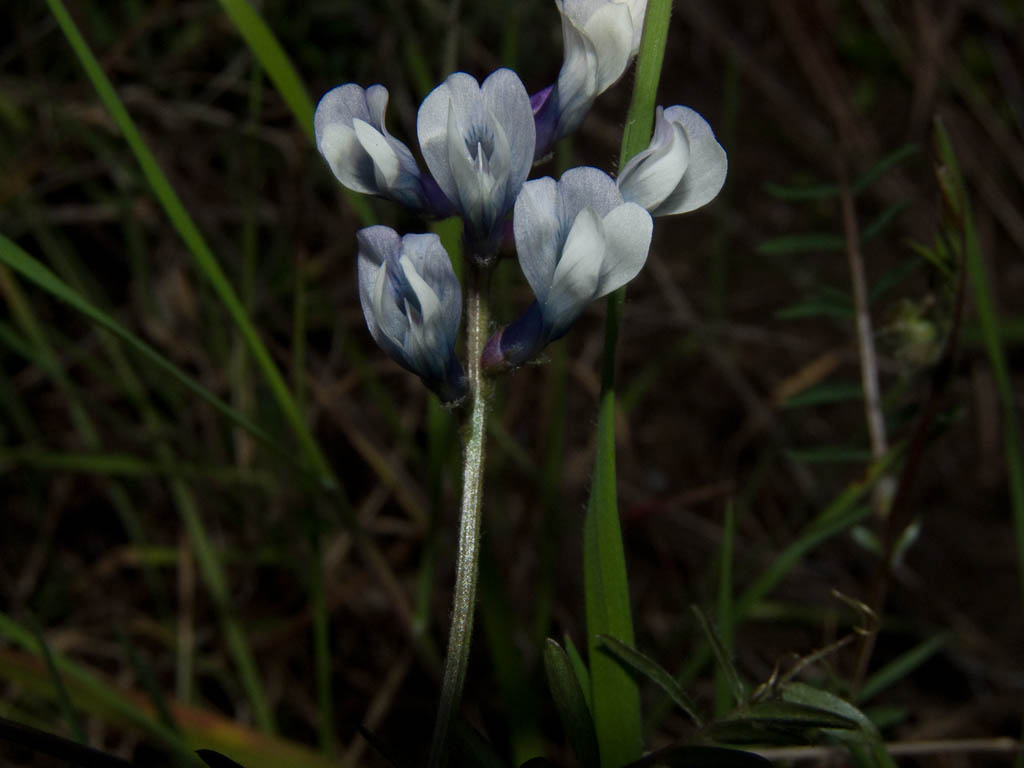 Vicia pseudocracca